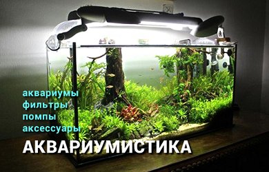 Аквариумистика