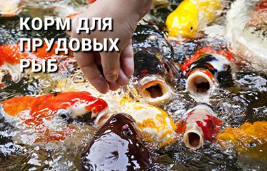 Корм для прудовых рыб